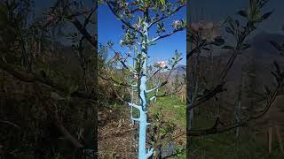 seedling apple tree|| single leader seedling tree