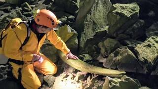 The Mystery of the Whale Cave