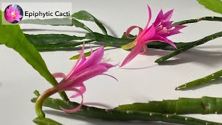 Disocactus hybrid - ‘Fern La Borde’