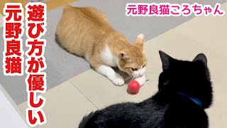 新しいおもちゃをプレゼントしてみた…その反応は？元野良猫ころちゃん