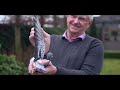 Armando Joël Verschoots record breaking pigeon video  PIPA