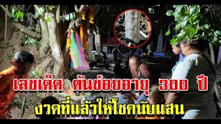 เลขต้นข่อยโบราณอายุกว่า 300 ปี  รอบที่แล้วให้ถูกนับแสน