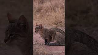 The ELUSIVE AFRICAN WILD CAT - #wildlife #safari #africanwildlife #cat #natgeo #shorts #shortsafrica