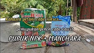 pakai pupuk NPK dan MANOHARA petani cabe panen nya sukses dan melimpah.