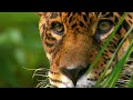 Documentary films Documentary 2017 - Wild Amazon HD - National Geographic Documentary