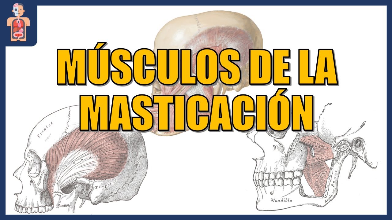 ANATOMÍA - MÚSCULOS DE LA MASTICACIÓN - YouTube