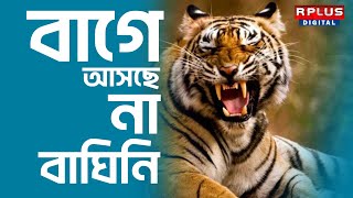 Purulia Jeenat Royal Bengal Tiger : তন্নতন্ন করে খুঁজলেও বাগে আসছে না বাঘিনি । R Plus News #tiger