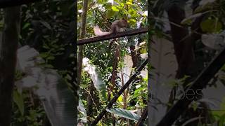 🐿️ഞാൻ പാവല്ലേ രണ്ട് തവണ തൊട്ടാൽ പോരെ!!👍#shorts #squirrel  #sad #viral