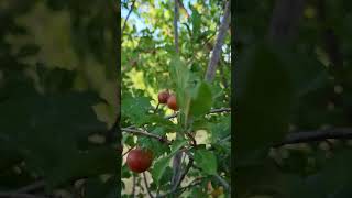 plums fruit picking #plums #farmlifevlog #fruit