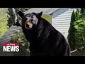 Black bear surprises man relaxing on lounge chair