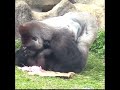 grumpy silverback gorilla deals with super annoying son