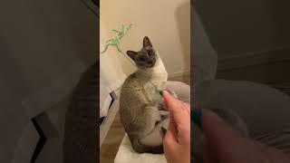 すぐ飽きる笑 #シャム猫#ねこ