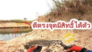 ตีตรงจุดมีสิทธิ์ได้ตัว🎣🐟🐟🐟🐟