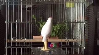 白文鳥まるこ、入りたければ入ればいいのに