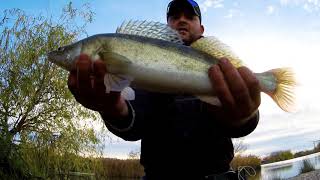 #zanderfishing #zandertime #walleyefishing Zander/walleye Fishing| Spinning la Salau