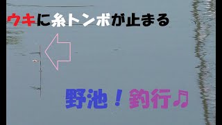 【野釣り】視聴者さんと一緒に野池釣行！！