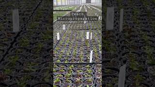 Micropropagation of peach rootstock Turkey #shorts #turkey #agriculture #agribusiness #fruits #fruit