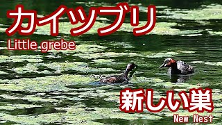 【カイツブリ】新しい巣/【Little grebe】New Nest