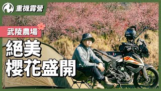 Motorcycle Camping under Cherry Blossoms Trees