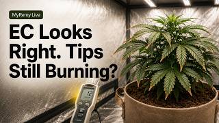 Why Tip Burn Happens When Your EC and pH Look Right