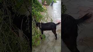 நாங்க வீட்டில் இருக்கிறோம் மழைக்கு பயந்து 💧🌧️🌧️