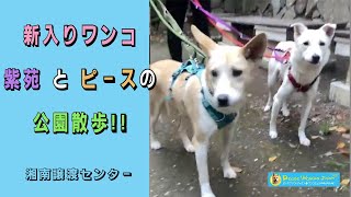 湘南譲渡センターの新入り紫苑とピースの公園散歩：里親募集中のワンコ #Shorts #保護犬 #里親募集  #里親 #殺処分 #ワンコ #犬 #雑種 #譲渡 #動物愛護 #センター #保護