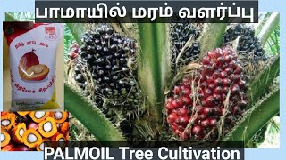 Palmoil Tree Cultivation | பாமாயில் மரம் வளர்ப்பு