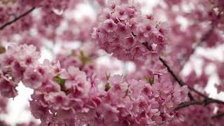 Beautiful Japanese Music For Relaxation | Sakura Blossoms | Japanese Koto Music