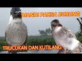 MANDI PAKSA BURUNG TRUCUKAN DAN KUTILANG agar jinak #sugitoaviarychannel #trucukan #kutilang