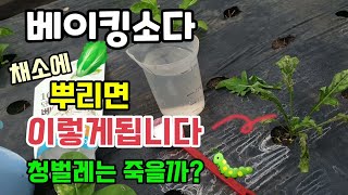 베이킹소다를 살충제로 쓰면 안되는 이유 실험해보았고 배추벌레청벌레는 죽을까요?