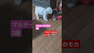 ［多頭飼い犬］楽しそう😂モカとポポ永遠に遊んでます💕  #多頭飼い犬  #マルチーズ  #マルチーズのポポ  #ミックス犬  #マルキー  #マルキーのモカ  #いぬのきもち  #犬のいる暮らし