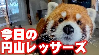 【レッサーパンダ】今日の円山レッサーズ　February 19 , 2020　Red Pandas at Maruyama Zoo