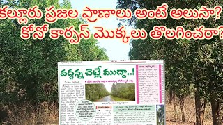 కల్లూరులో కోనో కార్పస్ మొక్కలు? ఎవరు చెబితే మాకేంటి? కల్లూరు ప్రజల ఆరోగ్యంతో మాకేంటి?