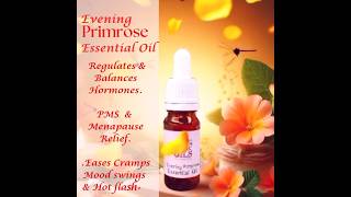 Primrose Essential Oil to balance hormones and enjoy comfort of being