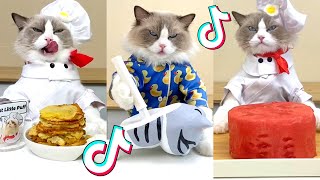 1 HOUR That Little Puff | Cats Make Food 😻 | Kitty God & Others | TikTok 2024 #67