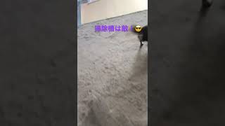 掃除機が大嫌いなチワワ#shorts#cute #dog #チワワ