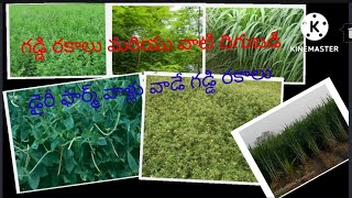 gaddi rakalu/dairy farm vallu vade gaddi rakalu/high protein grass/lucern/supe Napier/subhabulu