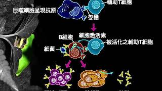 10602高三選修生物ch10 2 20專一性免疫統整總結2三廉