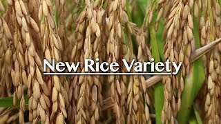 A New Rice Variety