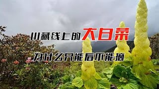 川藏线上的大白菜，一颗价值4000块，为啥却从来没人敢摘？