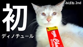 みぱね 2nd （初）人嫌いで人の手から食べたことの無いディノ・チュール食べるかな？・里親募集の難しさ・里親さん大募集。