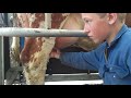 melken in het land mobiele melkstal mobile milking melkveebedrijf bouwman staphorst