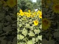 sunflower 🌻🌞 sunflower cultivation village sunflowerfarming sunflowercultivation farming