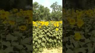 sunflower 🌻🌞#sunflower #cultivation #village #sunflowerfarming #sunflowercultivation #farming