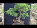 cek harga bonsai diobral sangat murah dilapak mas purno 0857 33336888