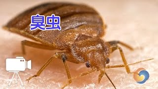 如何快速判断家里是否有臭虫？|Bedbug