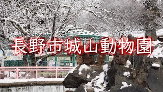 【長野県】雪の中の城山動物園