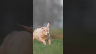 Jumps of Joy - Happy Charollais amazing jump #sheep #shorts