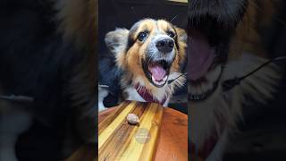 ASMR Corgi Dog Eating Chicken Heart Mukbang ❤️