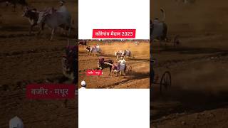 आदत मथूर आणि वजीर 💥 कोरेगांव आमदार केसरी 2023